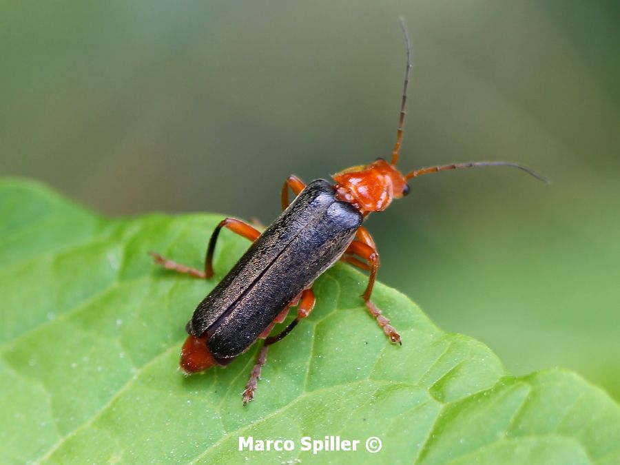 Cantharis livida? No, Ancistronycha sp., Cantharidae